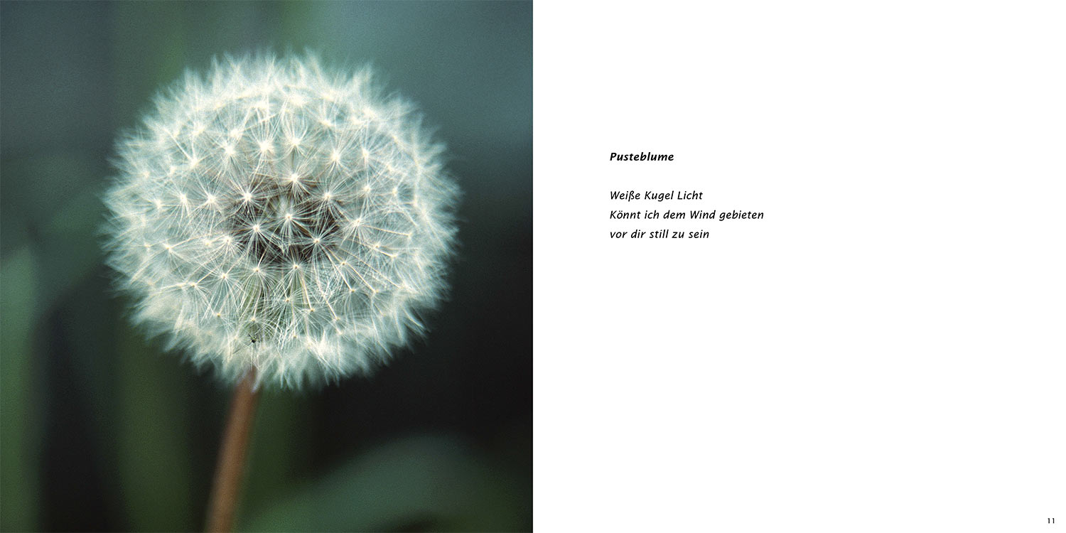 "Pusteblume" . Horst Wiegand "Stilles Licht ins Grün gesunken" . Gedichte & Fotografie . 2010