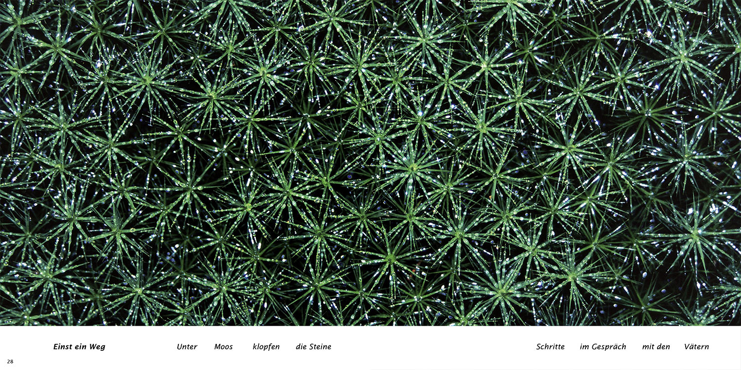 "Einst ein Weg" . Horst Wiegand "Stilles Licht ins Grün gesunken" . Gedichte & Fotografie . 2010