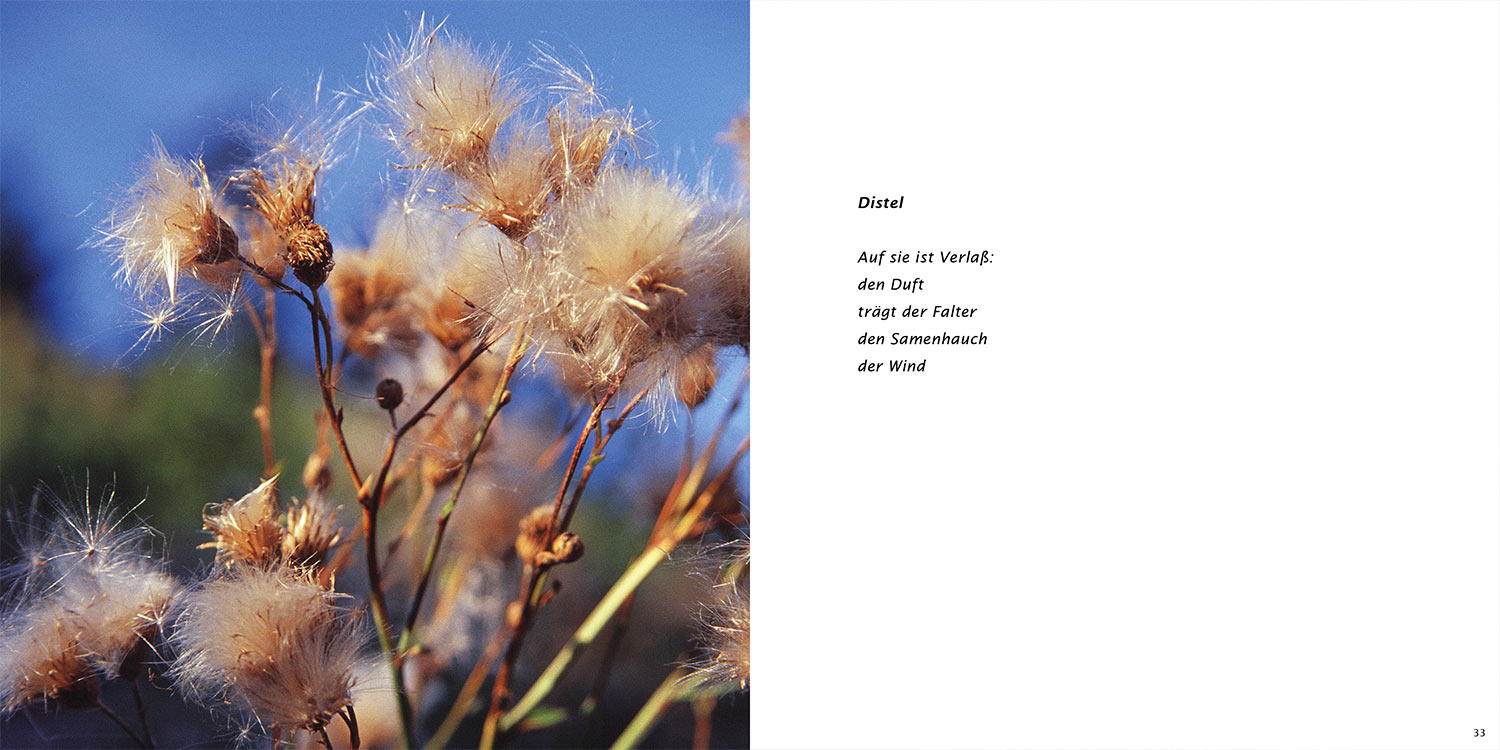 "Distel" . Horst Wiegand "Stilles Licht ins Grün gesunken" . Gedichte & Fotografie . 2010
