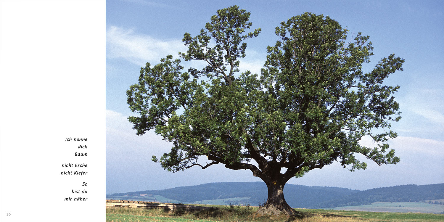 "Baum" . Horst Wiegand "Wo der Berg nicht aufhört" . Gedichte & Fotografie . 2013